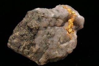 Classic Native Gold With Quartz & Schist Homestake Mine,  South Dakota