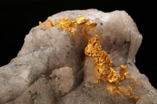 CLASSIC Native Gold with Quartz & Schist HOMESTAKE MINE,  SOUTH DAKOTA 2