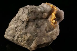 CLASSIC Native Gold with Quartz & Schist HOMESTAKE MINE,  SOUTH DAKOTA 3