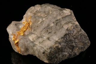 CLASSIC Native Gold with Quartz & Schist HOMESTAKE MINE,  SOUTH DAKOTA 4
