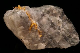 CLASSIC Native Gold with Quartz & Schist HOMESTAKE MINE,  SOUTH DAKOTA 5