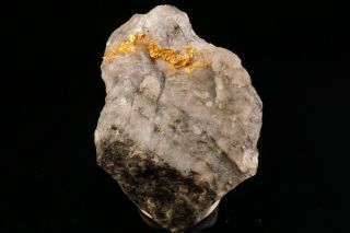 CLASSIC Native Gold with Quartz & Schist HOMESTAKE MINE,  SOUTH DAKOTA 6