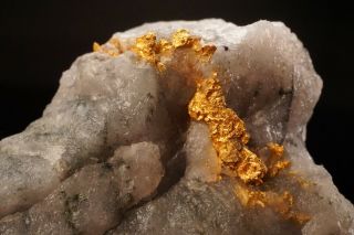 CLASSIC Native Gold with Quartz & Schist HOMESTAKE MINE,  SOUTH DAKOTA 7
