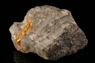 CLASSIC Native Gold with Quartz & Schist HOMESTAKE MINE,  SOUTH DAKOTA 9