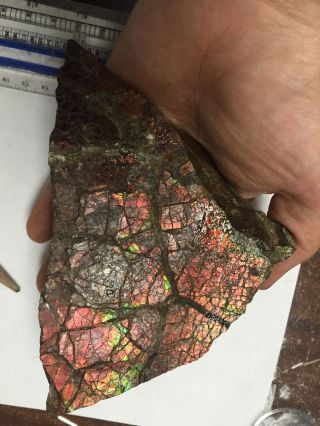 2lb Big Red Flashy Natural Ammolite Fossil Gem Slab Ammonite Rough