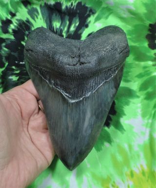 Megalodon Sharks Tooth 6 1/16  Inch Huge Fossil Sharks Teeth Sharks Tooth