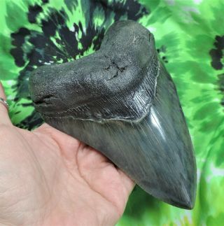 Megalodon Sharks tooth 6 1/16  inch HUGE fossil sharks teeth sharks tooth 2