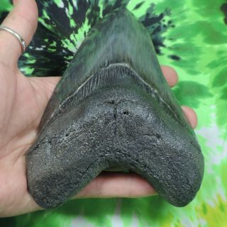 Megalodon Sharks tooth 6 1/16  inch HUGE fossil sharks teeth sharks tooth 3