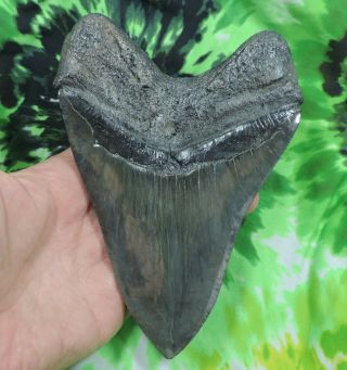 Megalodon Sharks tooth 6 1/16  inch HUGE fossil sharks teeth sharks tooth 4
