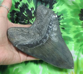 Megalodon Sharks tooth 6 1/16  inch HUGE fossil sharks teeth sharks tooth 5
