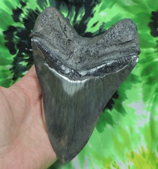 Megalodon Sharks tooth 6 1/16  inch HUGE fossil sharks teeth sharks tooth 6