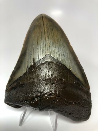 Brown 4.  61” Megalodon Fossil Shark Tooth Rare 3685
