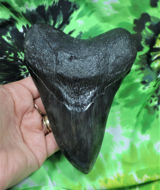 Megalodon Sharks Tooth 5 7/8  Inch Fossil Sharks Teeth Tooth