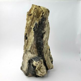 Natural Colored Freestanding Arizona Petrified Wood Log / Stump 14 lbs 13 oz. 2