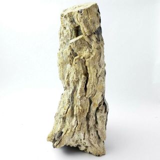 Natural Colored Freestanding Arizona Petrified Wood Log / Stump 14 lbs 13 oz. 4