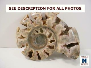 Noblespirit {3970}beautiful Ammonite Fossil,  Unknown Era/origin