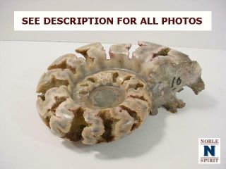 NobleSpirit {3970}Beautiful Ammonite Fossil,  Unknown Era/Origin 2
