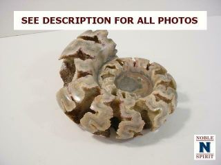 NobleSpirit {3970}Beautiful Ammonite Fossil,  Unknown Era/Origin 3