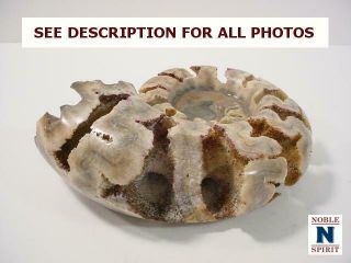 NobleSpirit {3970}Beautiful Ammonite Fossil,  Unknown Era/Origin 4