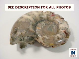 NobleSpirit {3970}Beautiful Ammonite Fossil,  Unknown Era/Origin 5