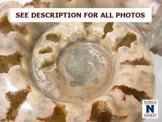 NobleSpirit {3970}Beautiful Ammonite Fossil,  Unknown Era/Origin 9