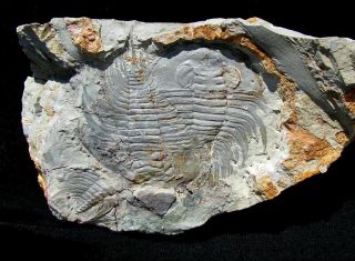 Extinctions - Unique Three Olenellus Trilobite Fossil Plate,  Pa - Mirror Image