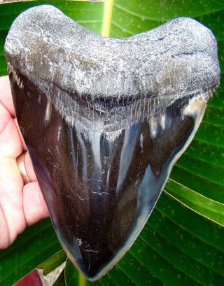 Megalodon Shark Tooth - Over 5 & 7/16 In.  Serrated - Real Fossil Tooth