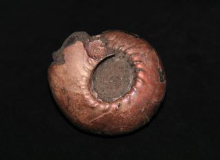 Ammonite Abnormal Cadoceras Jurassic Callovian Russia Fossil