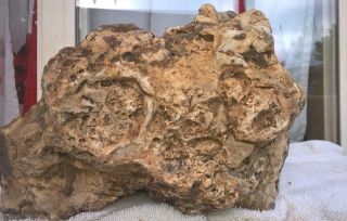 Alaska Unusual & Unidentified Fossilized Prehistoric Large Agatized Fossil Bone