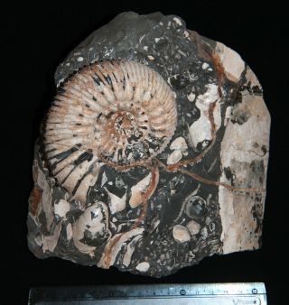 Ammonite Simbirskites Kowalewskii Fossil Russia