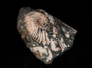 Ammonite Simbirskites kowalewskii Fossil Russia 3