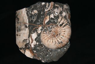 Ammonite Simbirskites kowalewskii Fossil Russia 4