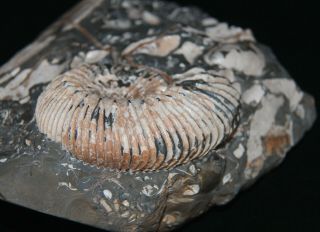 Ammonite Simbirskites kowalewskii Fossil Russia 5