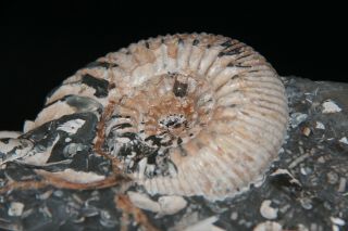 Ammonite Simbirskites kowalewskii Fossil Russia 6