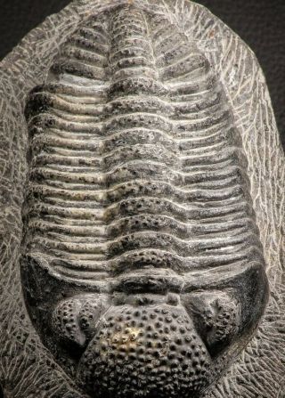 07612 - Top Huge 5.  57 Inch Drotops Armatus Middle Devonian Trilobite