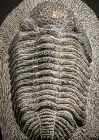 07612 - Top Huge 5.  57 Inch Drotops armatus Middle Devonian Trilobite 2