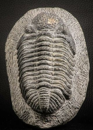 07612 - Top Huge 5.  57 Inch Drotops armatus Middle Devonian Trilobite 3