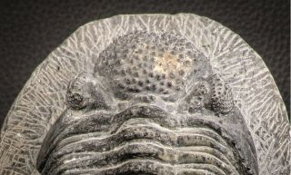 07612 - Top Huge 5.  57 Inch Drotops armatus Middle Devonian Trilobite 4