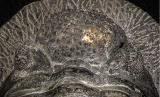 07612 - Top Huge 5.  57 Inch Drotops armatus Middle Devonian Trilobite 7