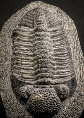 07612 - Top Huge 5.  57 Inch Drotops armatus Middle Devonian Trilobite 8