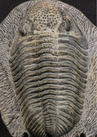 07750 - Top Huge 5.  93 Inch Drotops Armatus Middle Devonian Trilobite