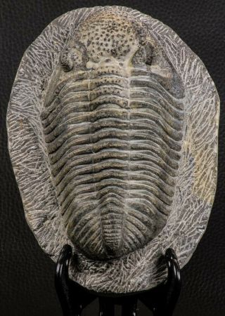 07750 - Top Huge 5.  93 Inch Drotops armatus Middle Devonian Trilobite 2