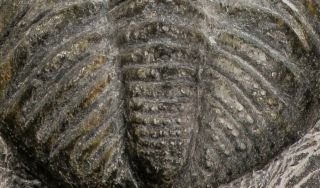 07750 - Top Huge 5.  93 Inch Drotops armatus Middle Devonian Trilobite 4
