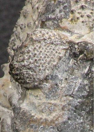 07750 - Top Huge 5.  93 Inch Drotops armatus Middle Devonian Trilobite 7