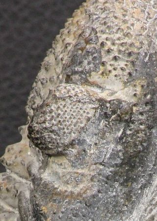 07750 - Top Huge 5.  93 Inch Drotops armatus Middle Devonian Trilobite 8