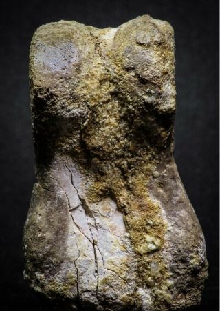 07010 - Top Rare 2.  47 Inch Spinosaurus Dinosaur Foot Phalanx Bone Cretaceous 3