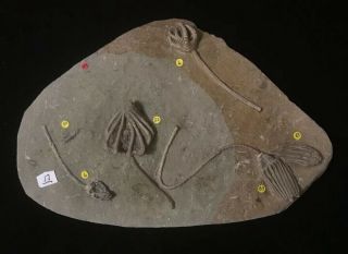 Six Crinoid,  Three Species Crawfordsville Plate