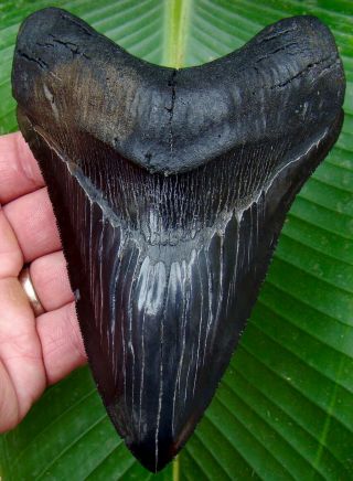 Megalodon Shark Tooth - Over 5 & 3/4 In.  Museum Grade - Lower Jaw - Real Tooth