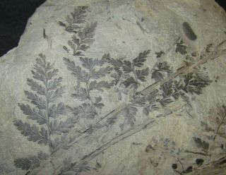 Sphenopteris Fern Fossil - Carboniferous,  Pennsylvanian Period