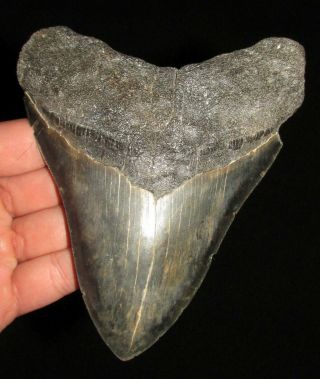 Large 5.  58 " Megalodon Fossil Shark Tooth - South Carolina